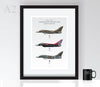 Typhoon Display Profiles - Poster